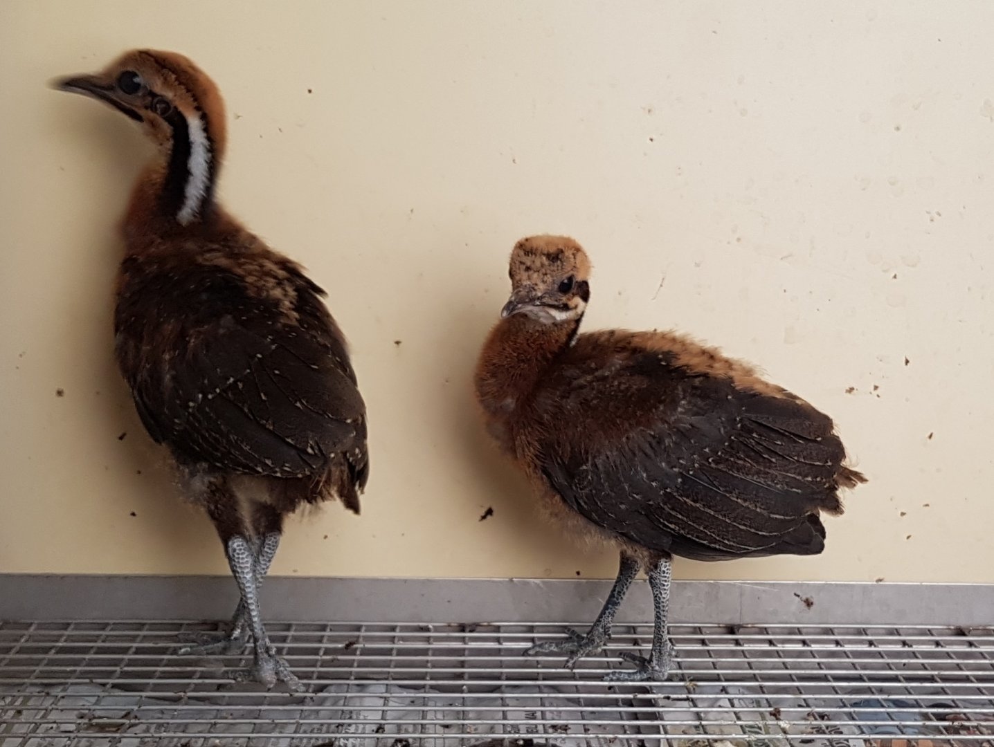 Solitary tinamou-chicks