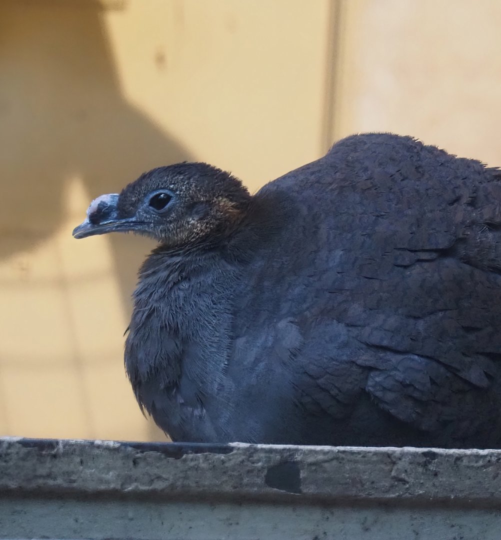 Solitary tinamou (Tinamus solitarius), 2024-05-22