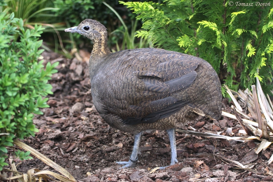 Solitary Tinamou (Tinamus solitarius)