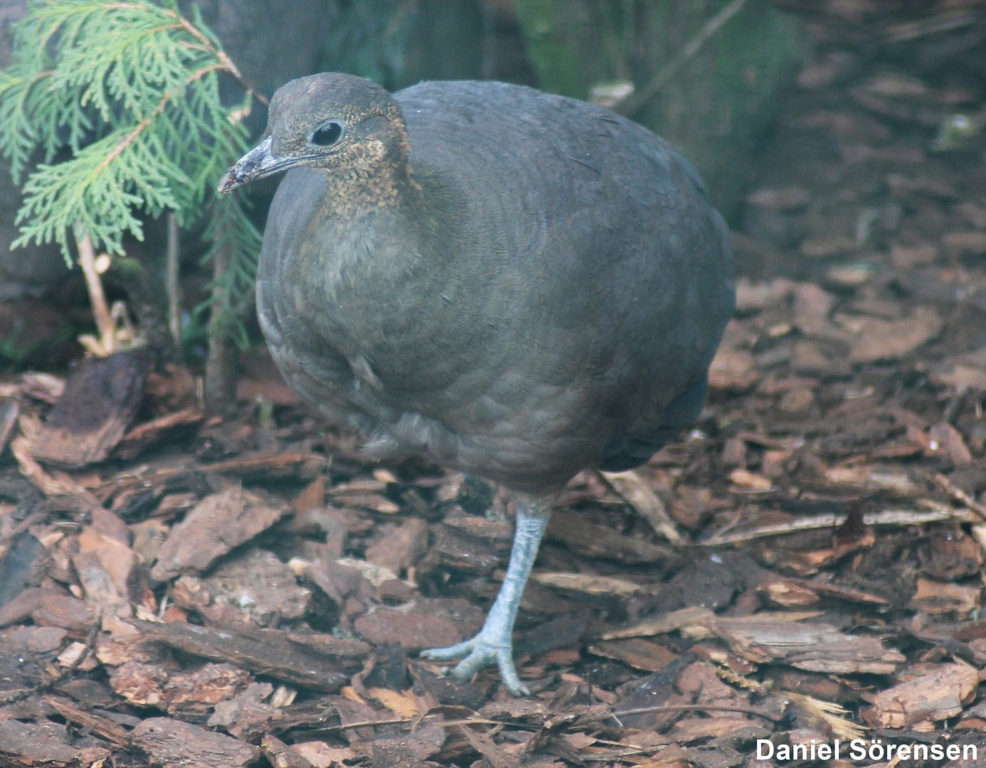 Solitary tinamou (Tinamus solitarius)