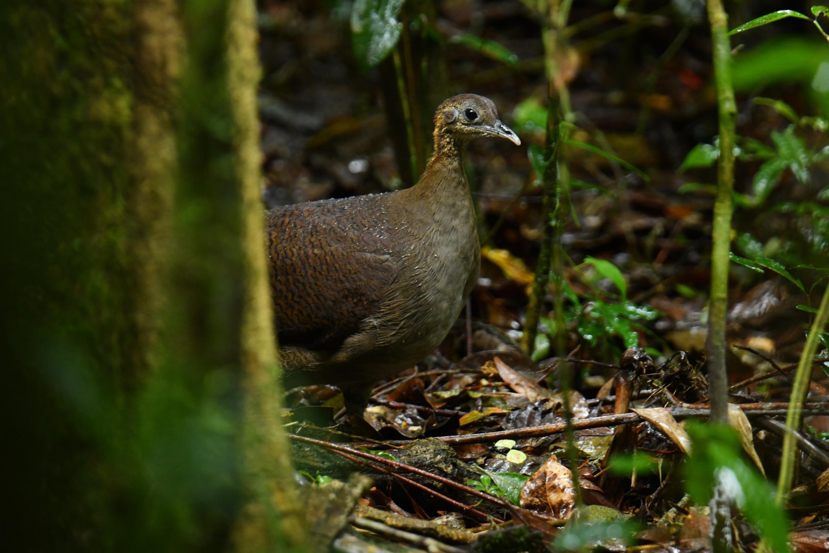Solitary Tinamou (Tinamus solitarius)