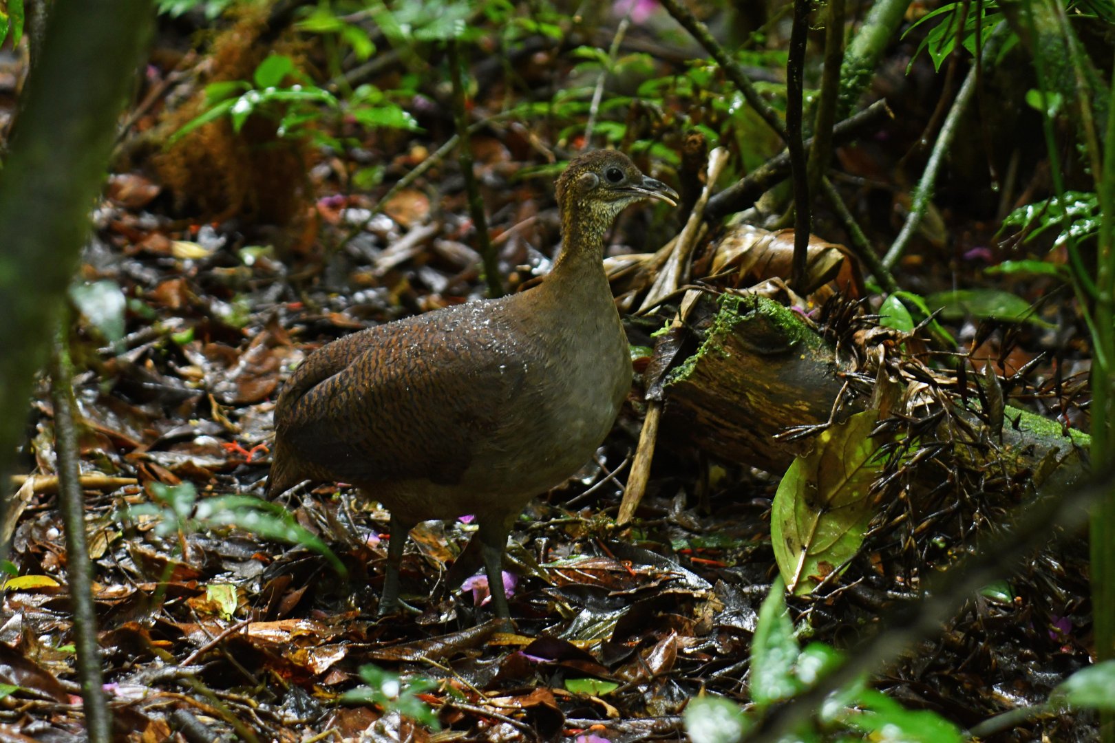 Solitary Tinamou (Tinamus solitarius)