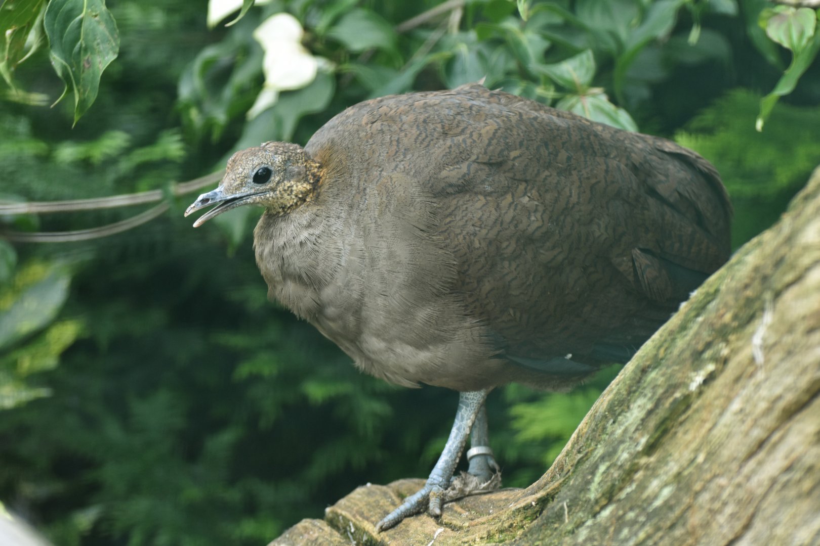 Solitary Tinamou Tinamus solitarius