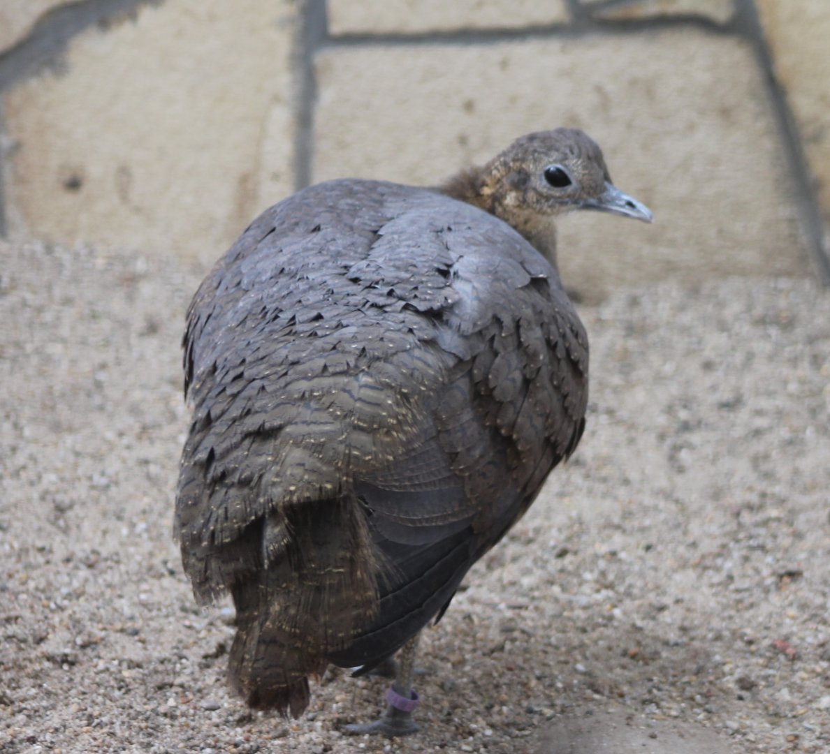Solitary tinamou