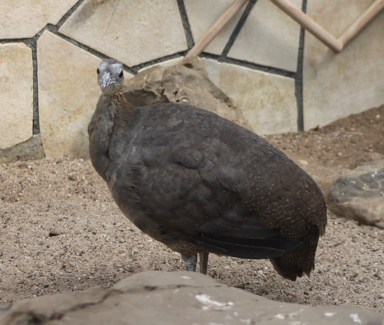 Solitary tinamou
