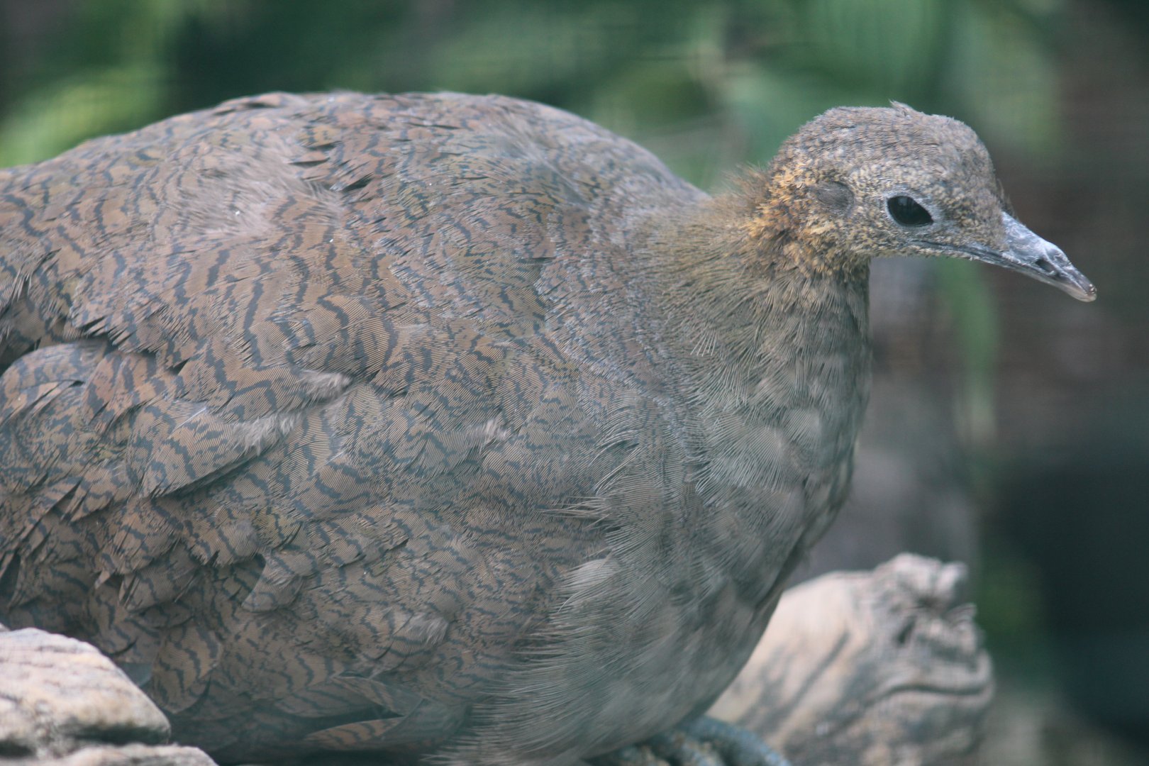 Solitary Tinamou