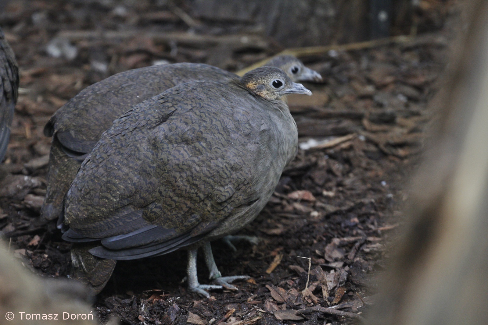 Solitary Tinamous (Tinamus solitarius), January 2021