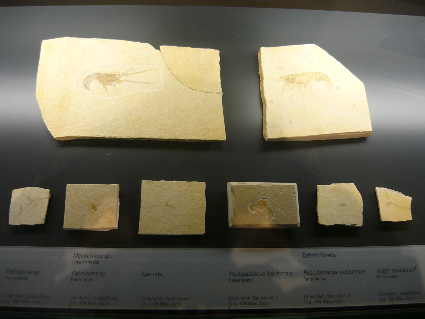 Solnhofen fossil decapodans