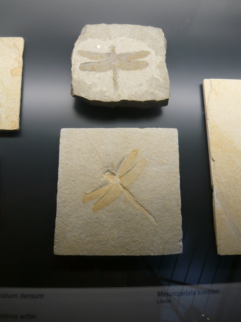 Solnhofen fossil dragonflies