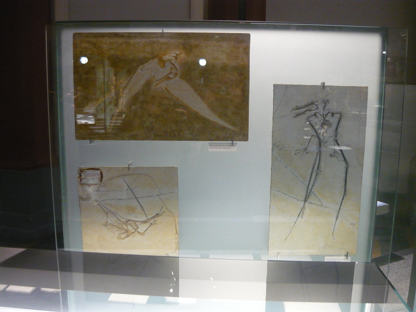 Solnhofen pterosaur fossils