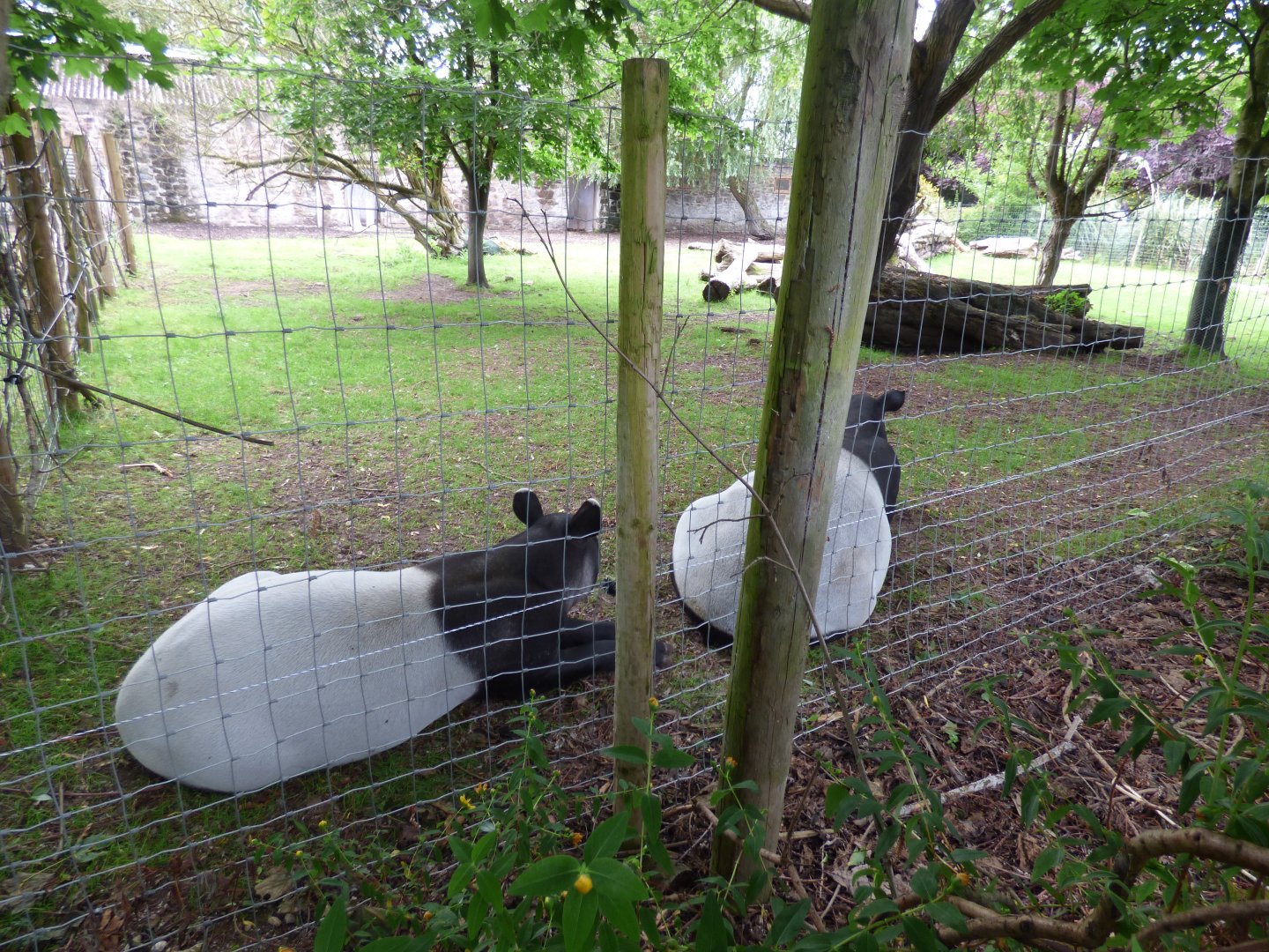 Solo and Majorie the Malayan Tapir