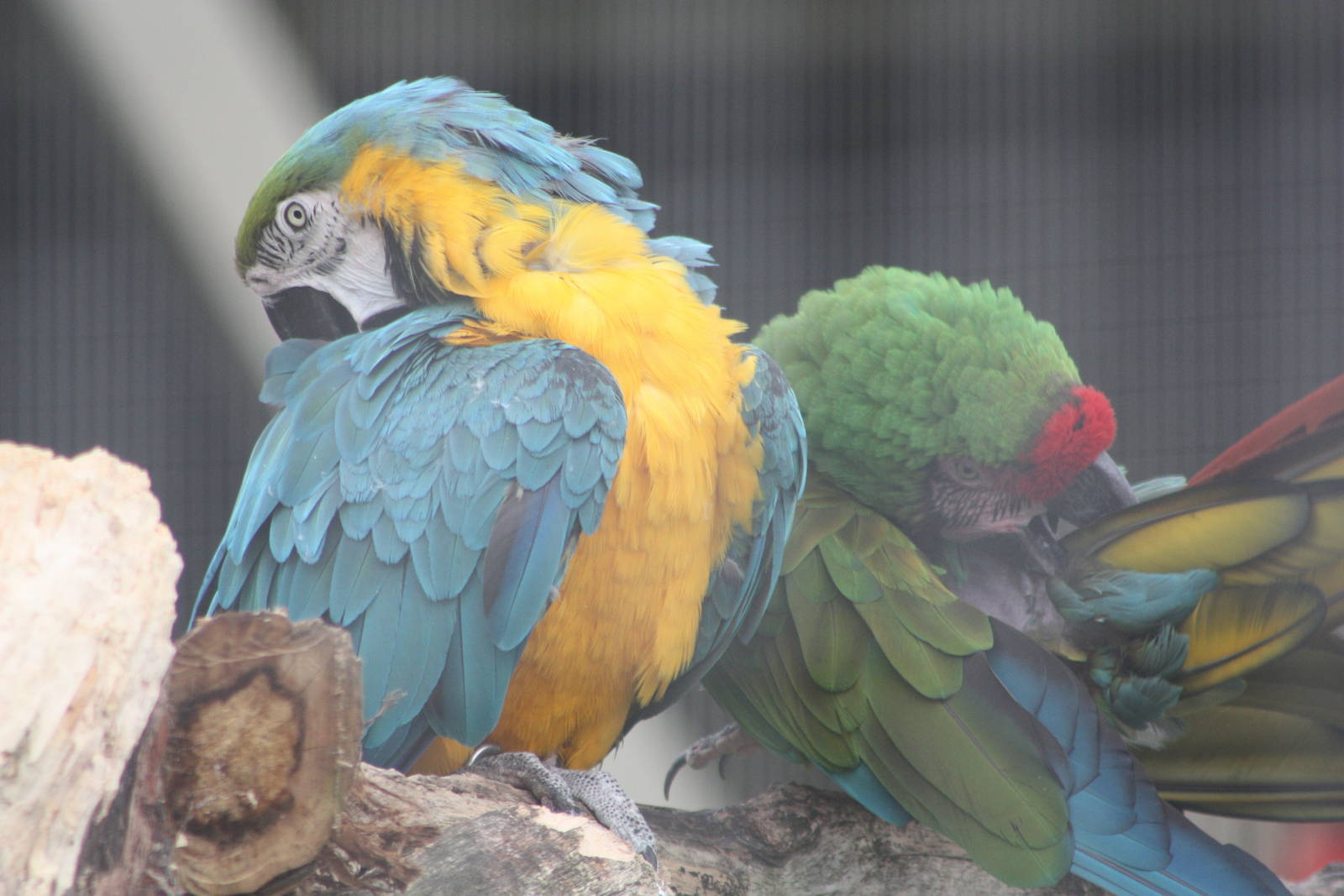 Solo preening - together, 7th July 2014
