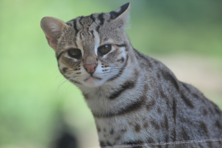 Solo Safari - Javan leopard cat (Prionailurus javanensis javanensis)
