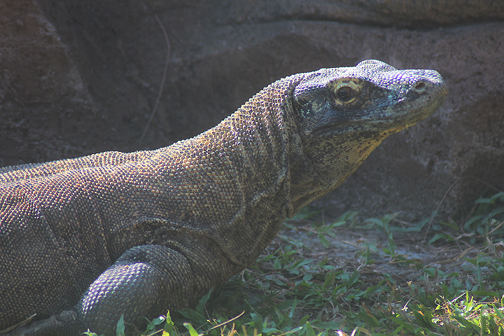 Solo Safari - Komodo dragon (Varanus komodoensis)