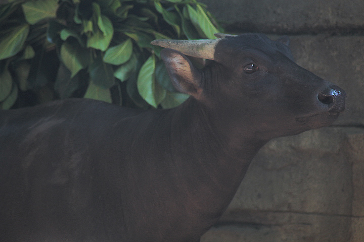 Solo Safari - Lowland anoa (Bubalus depressicornis)