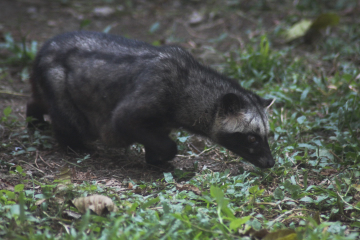 Solo Safari - Sumatran palm civet (Paradoxurus hermaphrodus musanga)