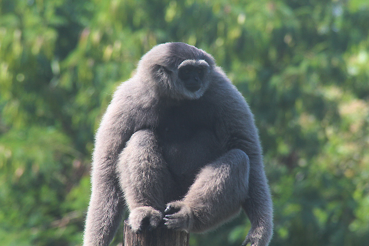 Solo Safari- Western silvery gibbon (Hylobates moloch moloch)