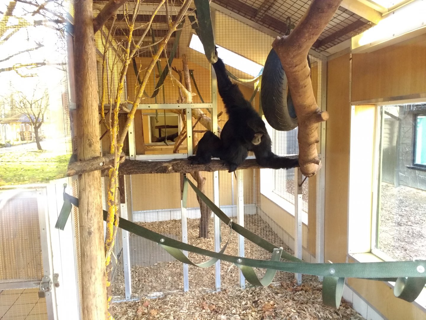 Solo Siamang in Small Monkey House
