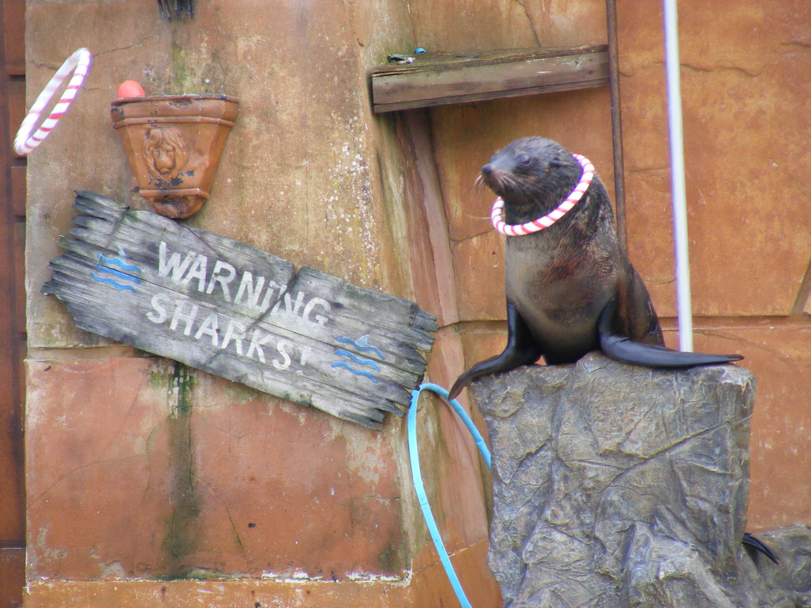 Solo the African fur seal at West Midland Safari Park, 13 February 2010