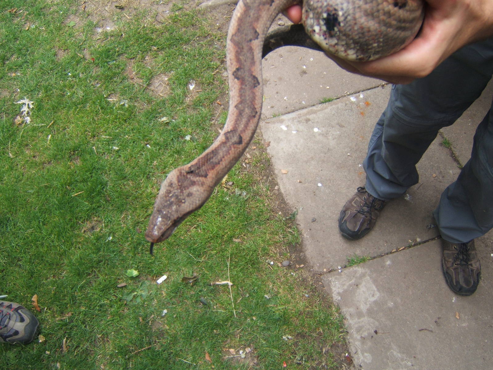 Soloman Island Groung Boa