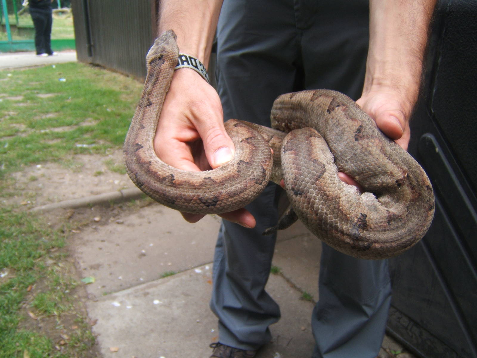 Soloman Island Groung Boa