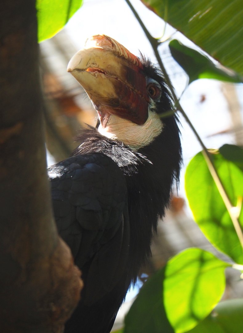 Solomon Blyth's hornbill (Rhyticeros plicatus mendanae), 2021-09-03