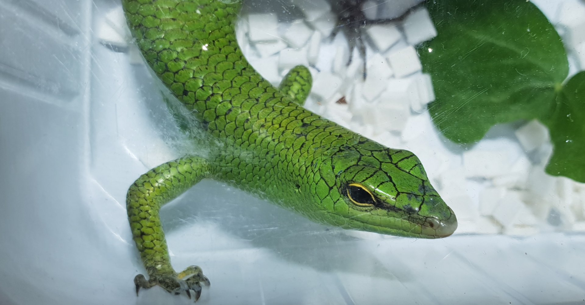Solomon emerald skink - Lamprolepis smaragdina