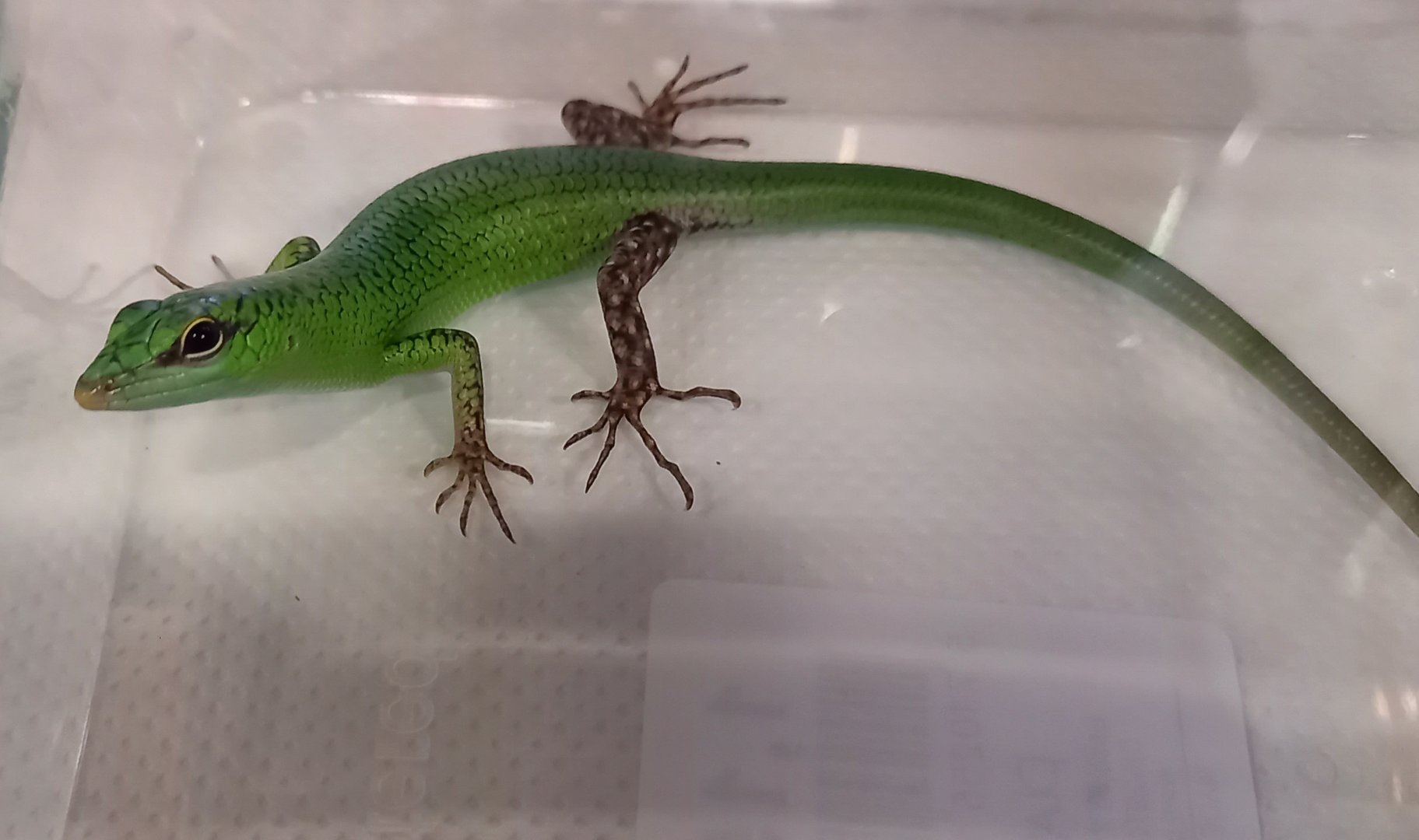 Solomon emerald skink - Lamprolepis smaragdina