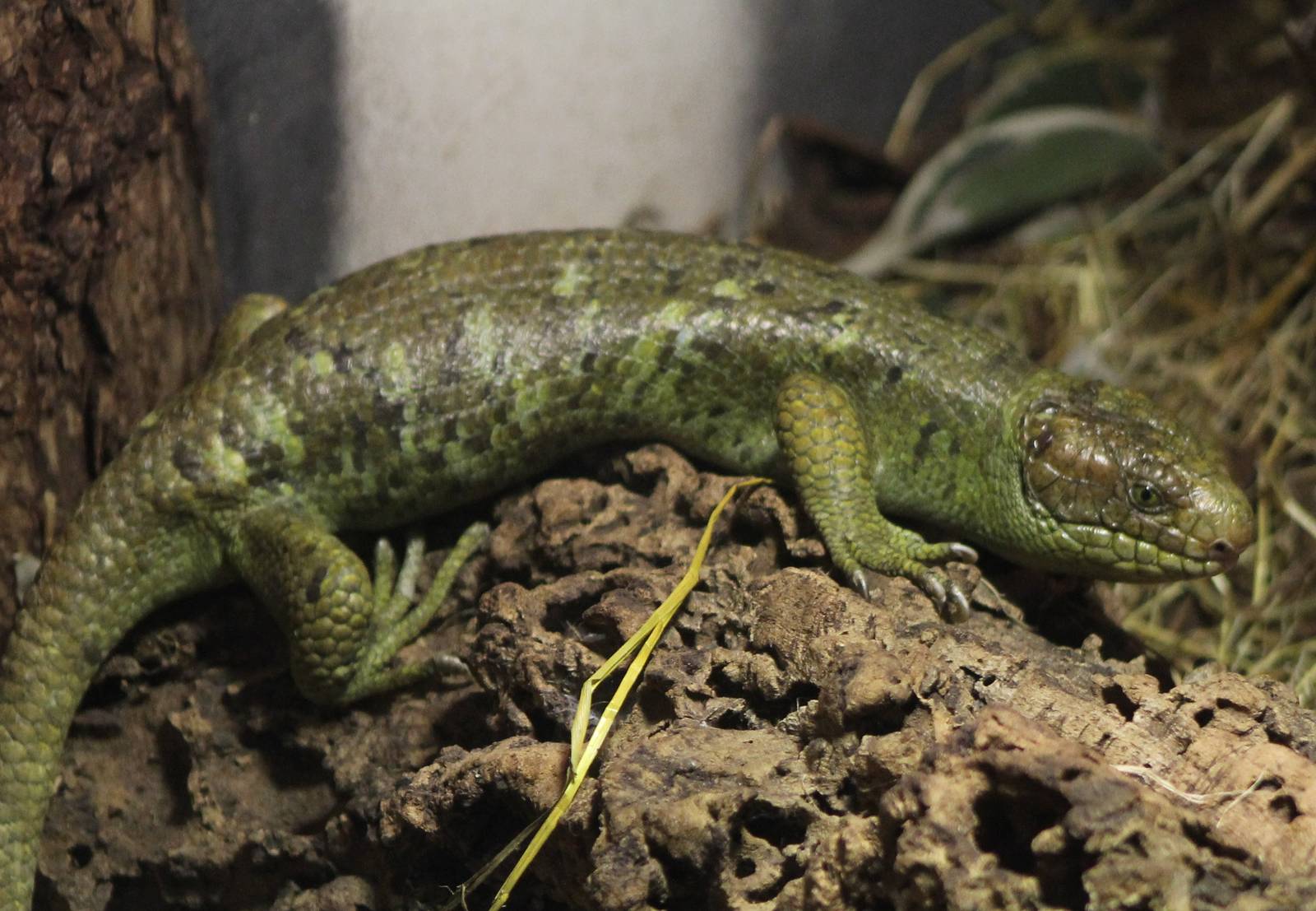 Solomon Giant skink