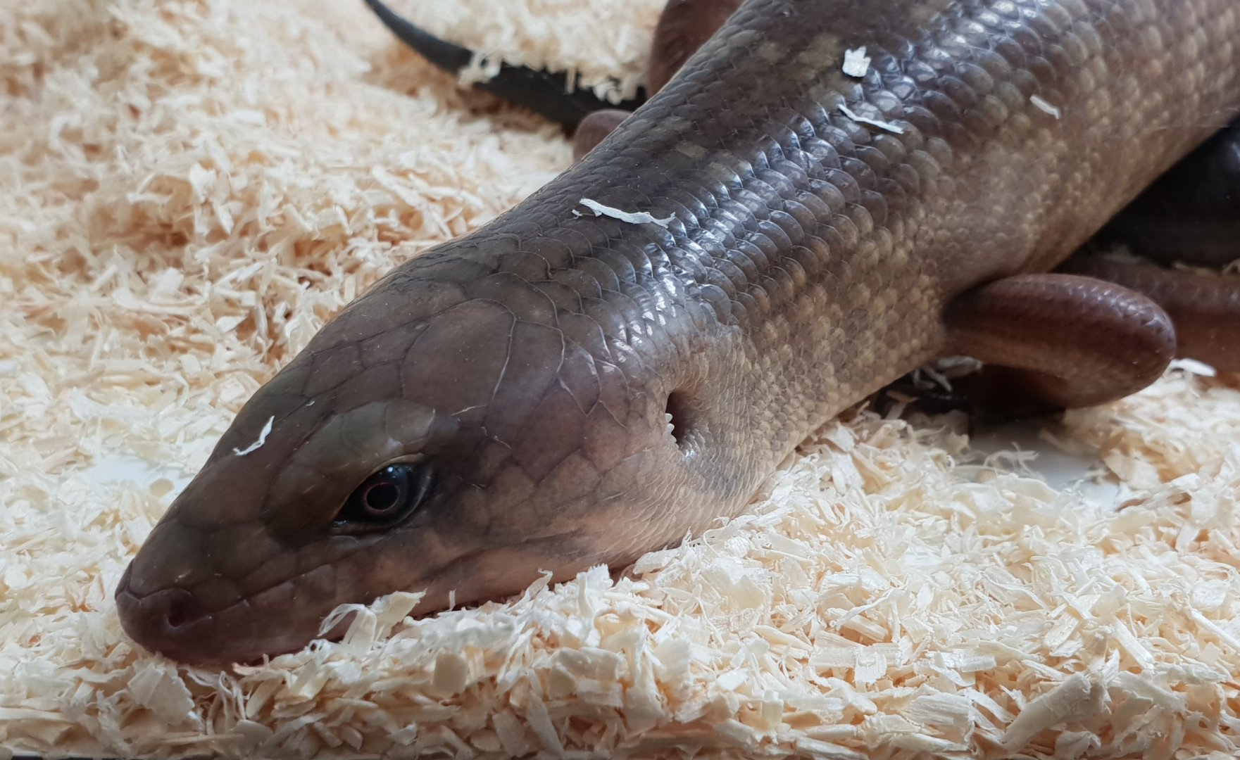 Solomon ground skink - Eugongylus albofasciolatus