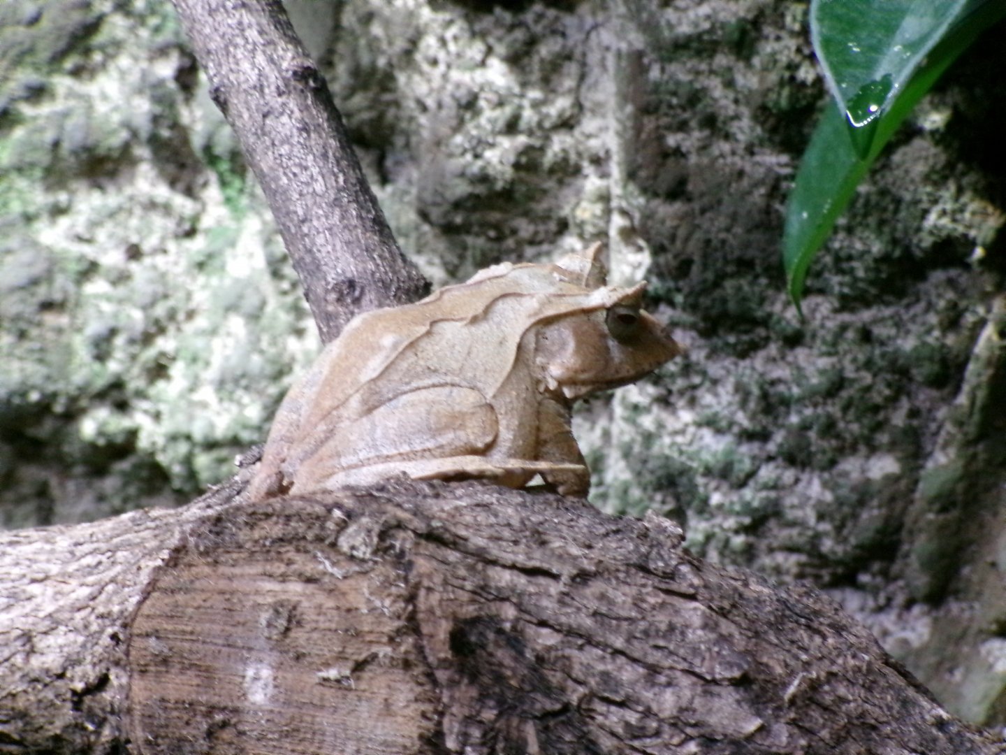 Solomon Island eyelash frog