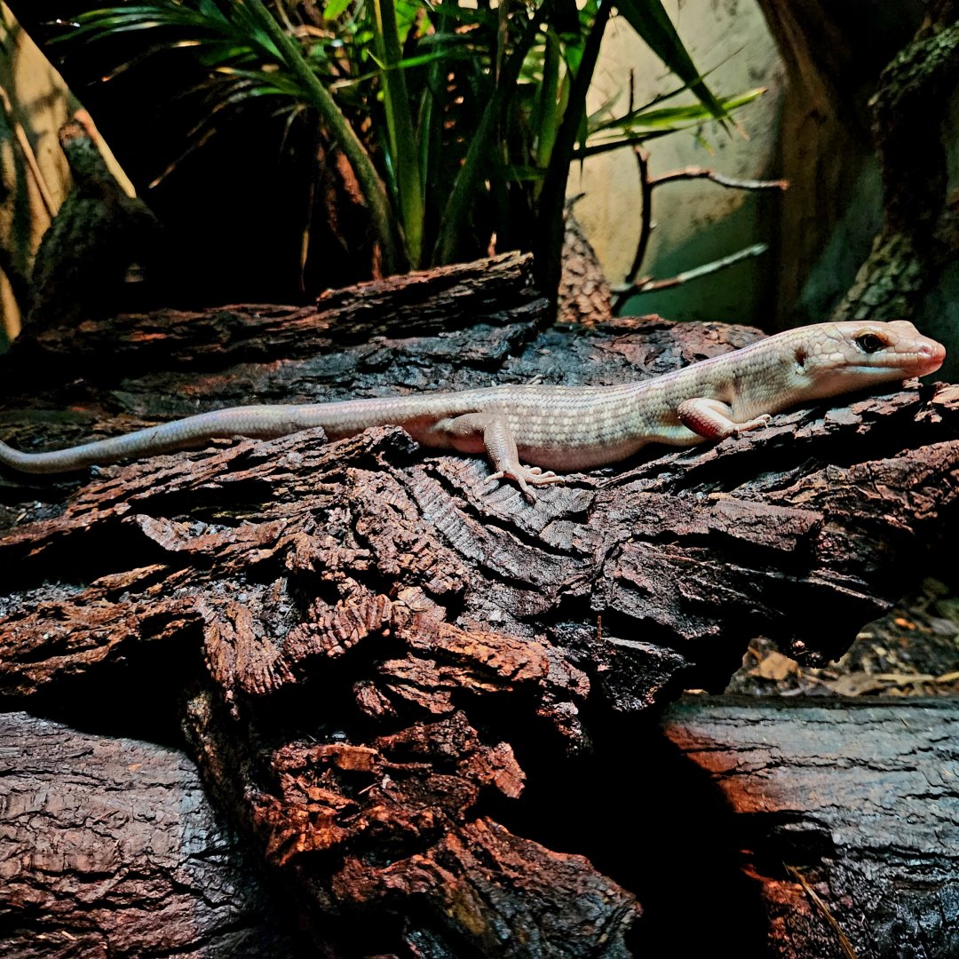 Solomon Island Ground Skink (Eugongylus albofasciolatus)