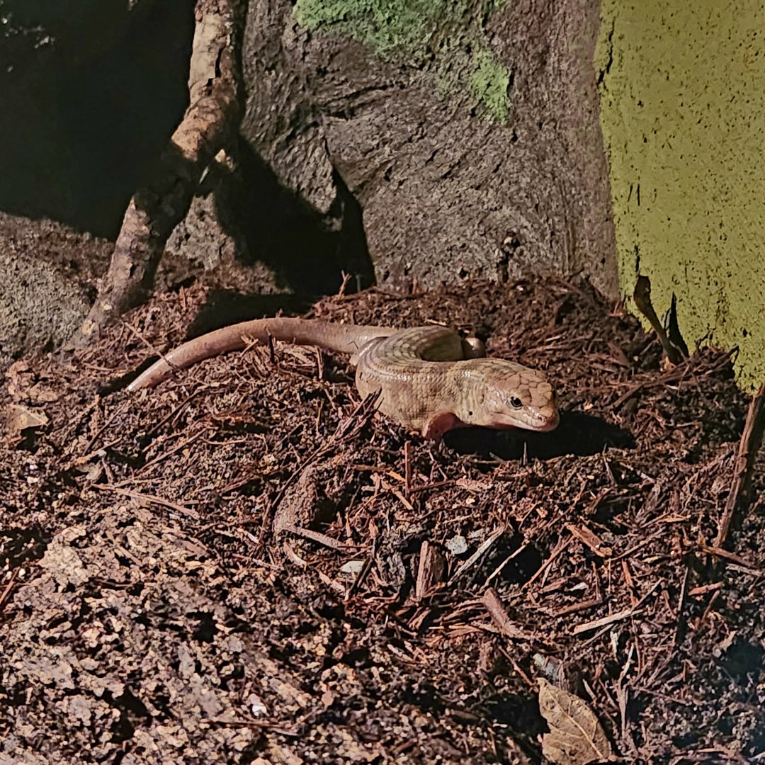 Solomon Island Ground Skink (Eugongylus albofasciolatus)