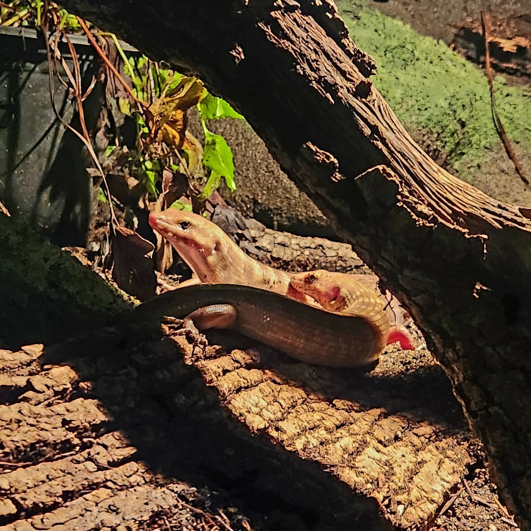 Solomon Island Ground Skink (Eugongylus albofasciolatus)