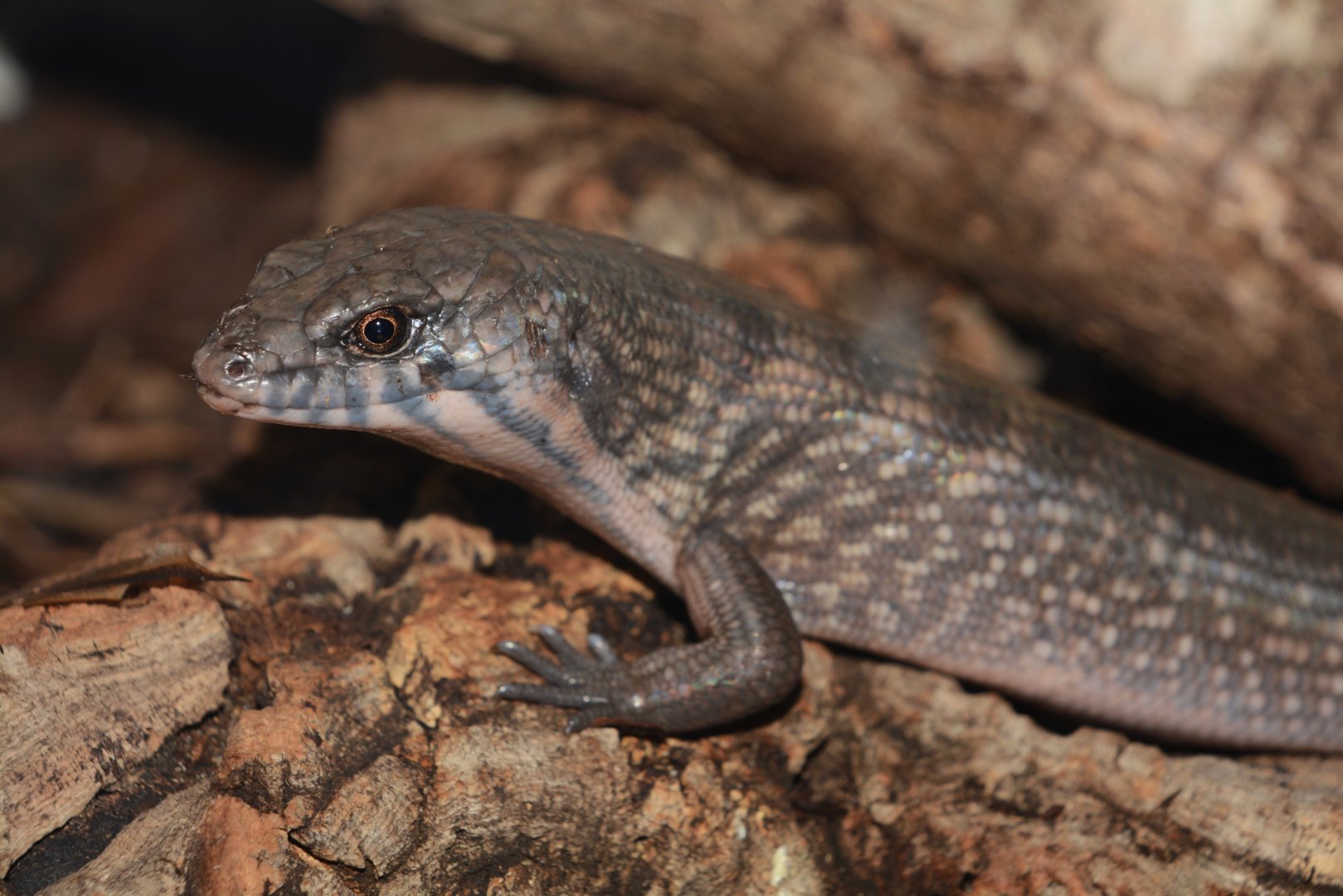Solomon Island ground skink (Eugongylus albofasciolatus)