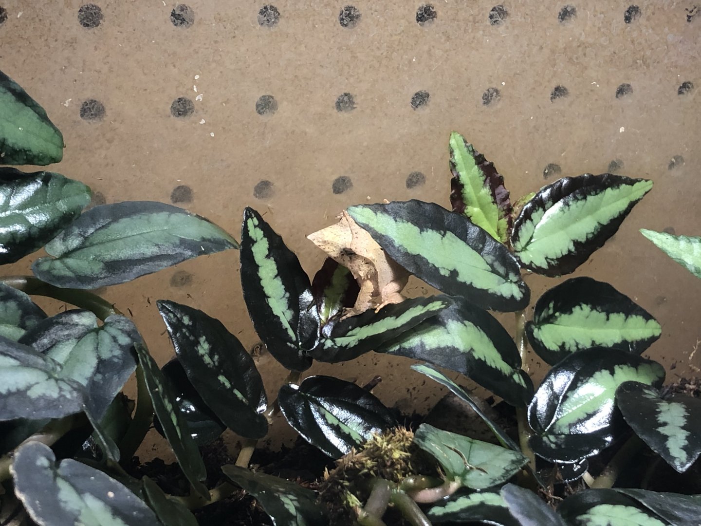 Solomon Island leaf frog (Arcata Pet Supply)