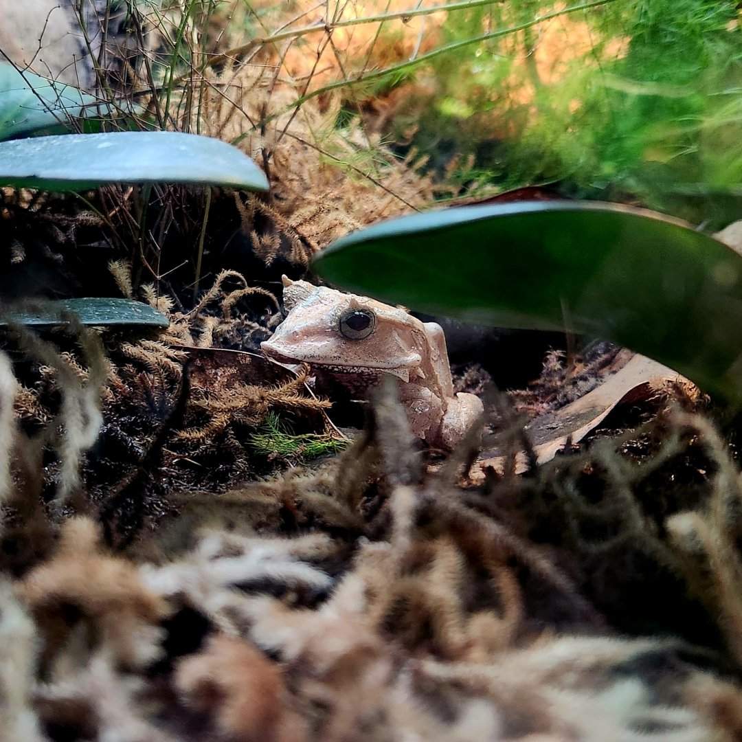 Solomon Island Leaf Frog (Cornufer guentheri)