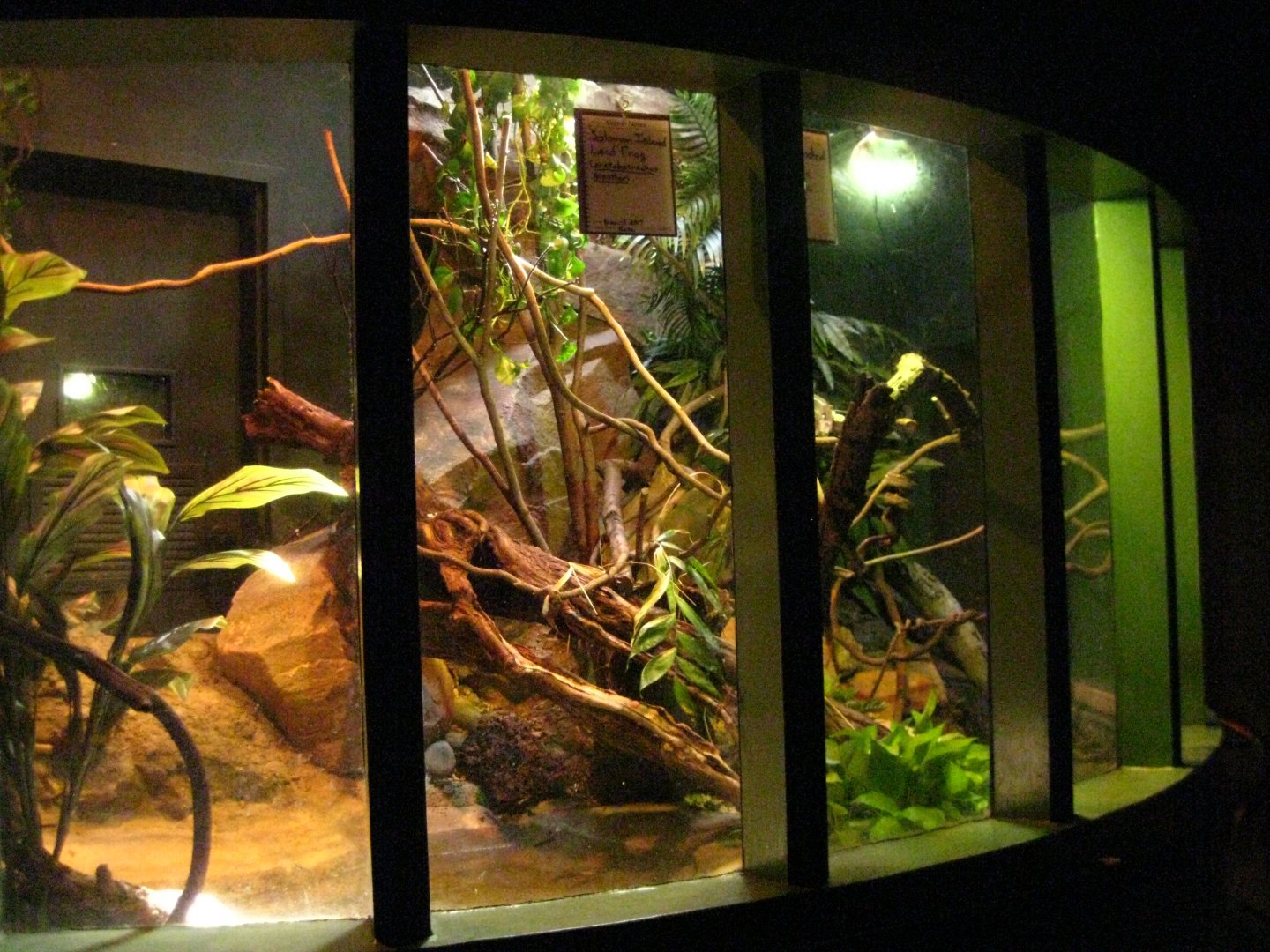 Solomon Island Leaf Frog/Fiji Banded Iguana Exhibit