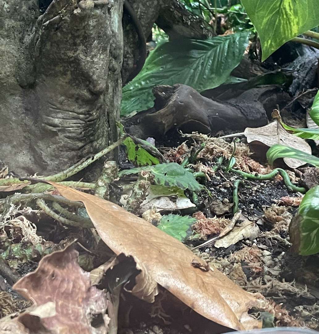 Solomon Island Leaf Frog | Reptile Realm