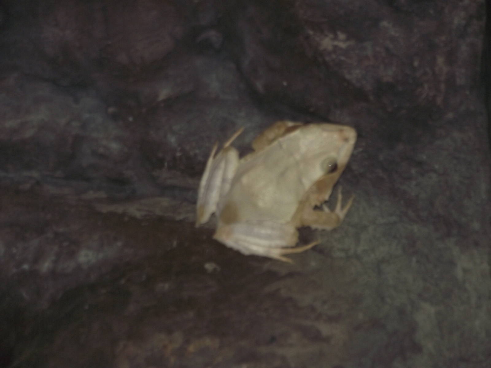 Solomon Island Leaf Frog