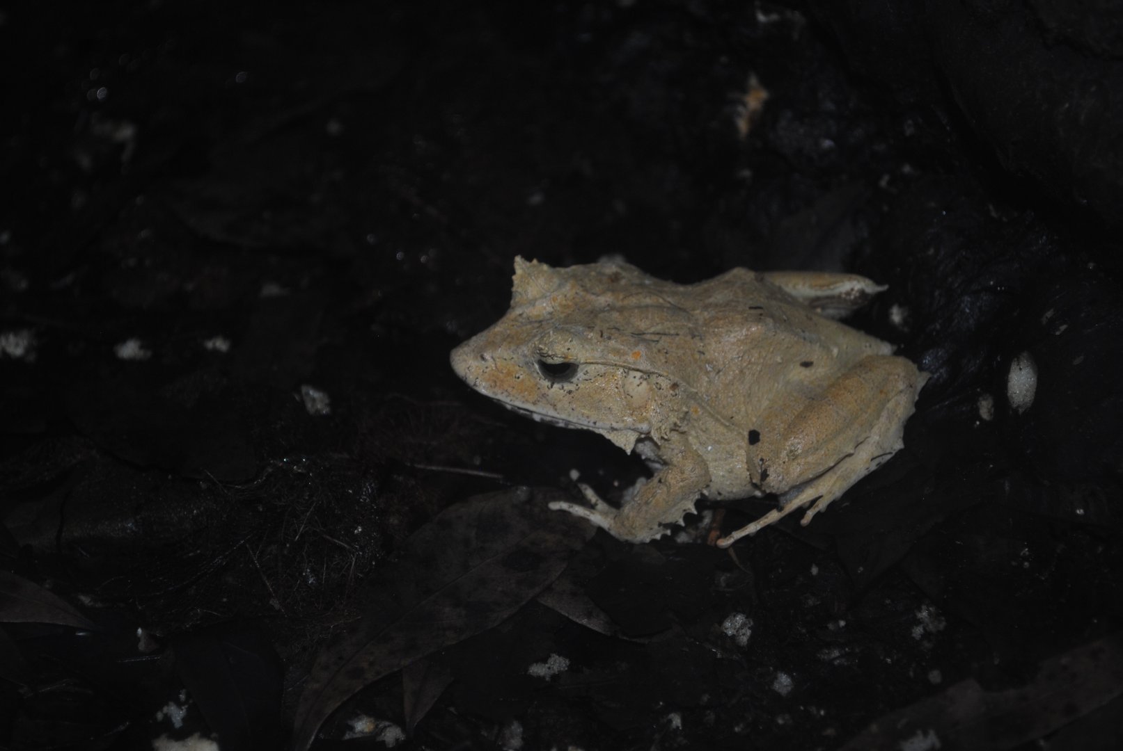 Solomon Island Leaf-Frog