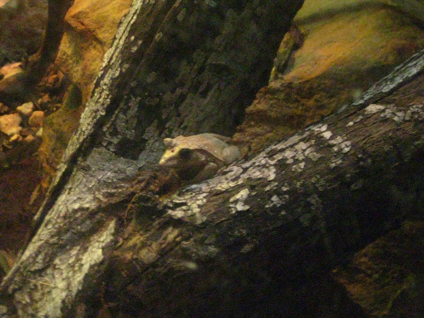 Solomon Island Leaf Frog