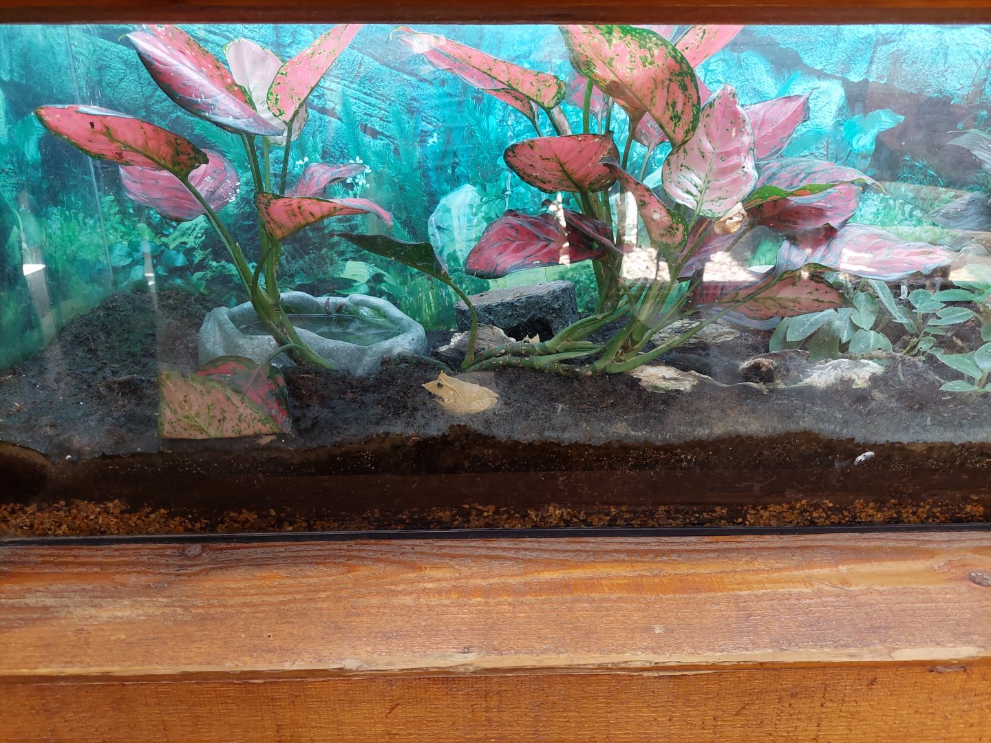 Solomon Island Leaf Frog