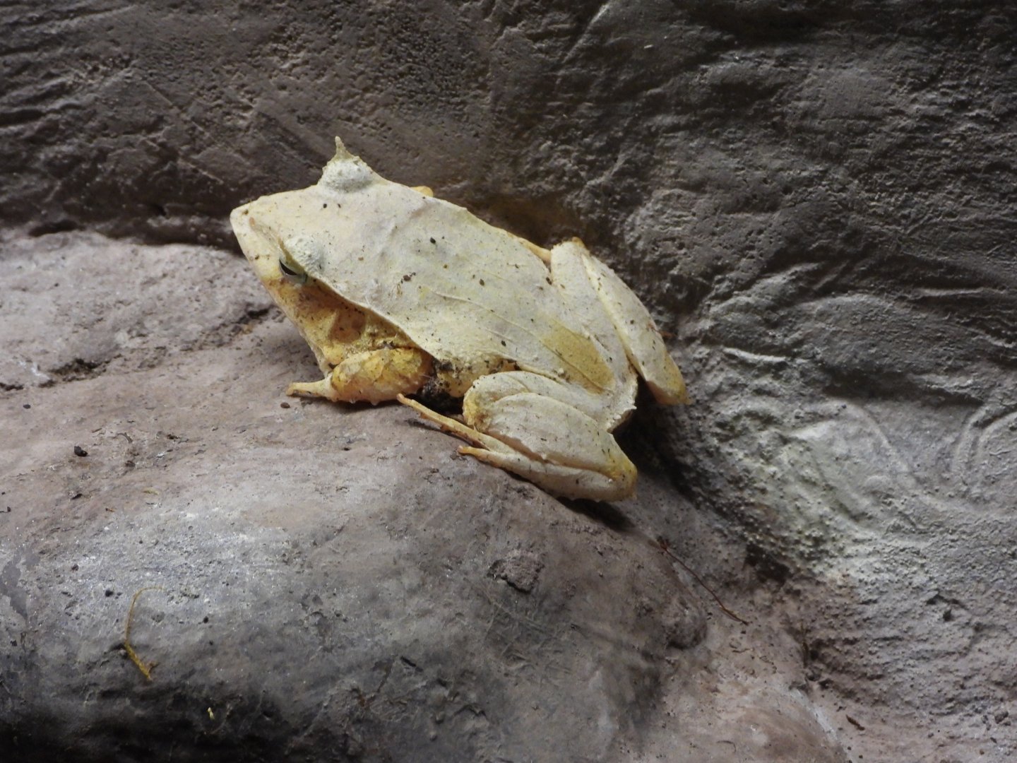 Solomon Island leaf frog