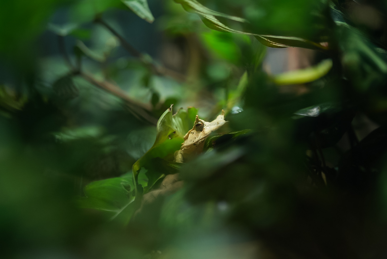 Solomon Island Leaf Frog