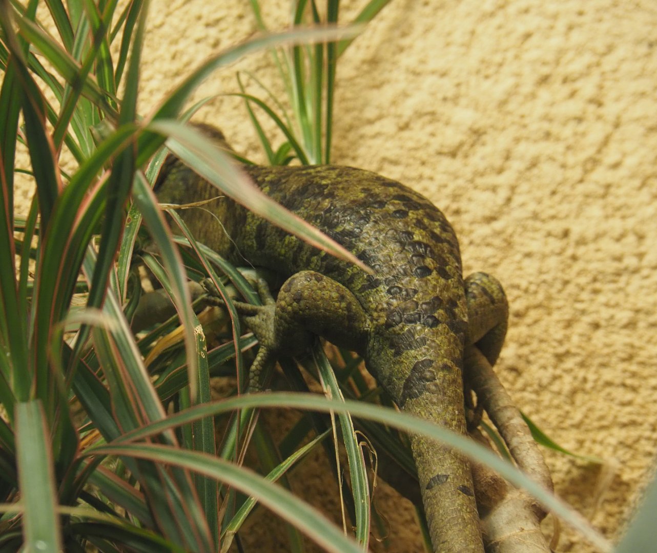 Solomon Island prehensile-tailed skink (Corucia zebrata), 2019-12-30