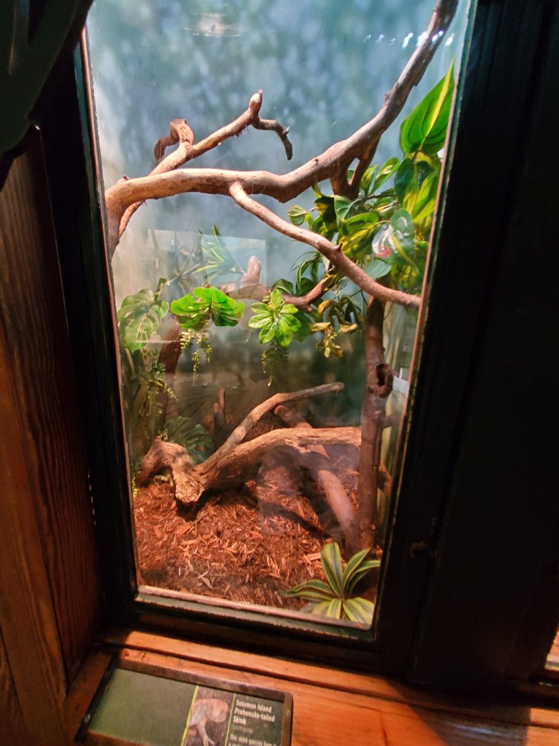 Solomon Island Prehensile-Tailed Skink Exhibit - August 2021