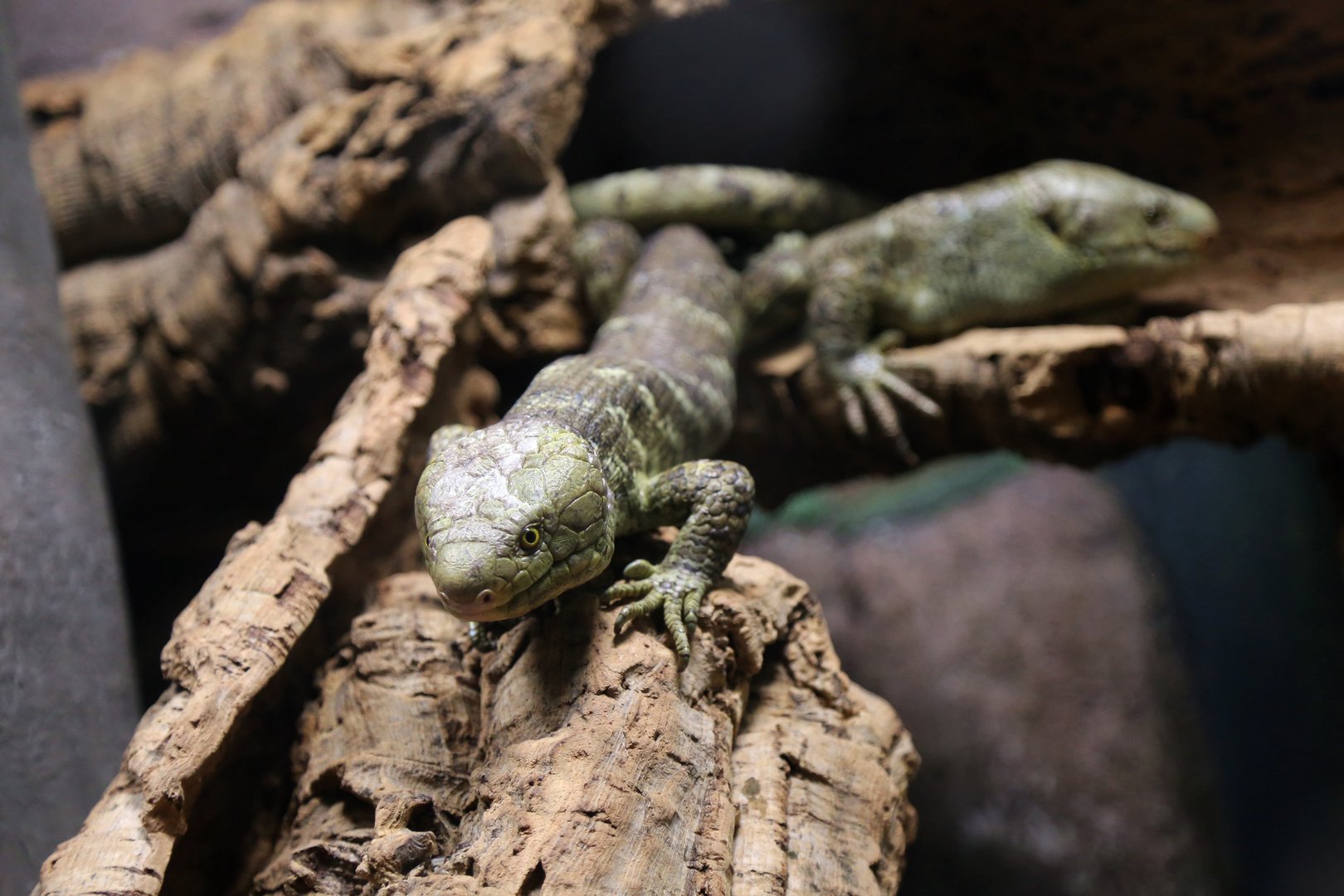 Solomon Island Prehensile-tailed Skink