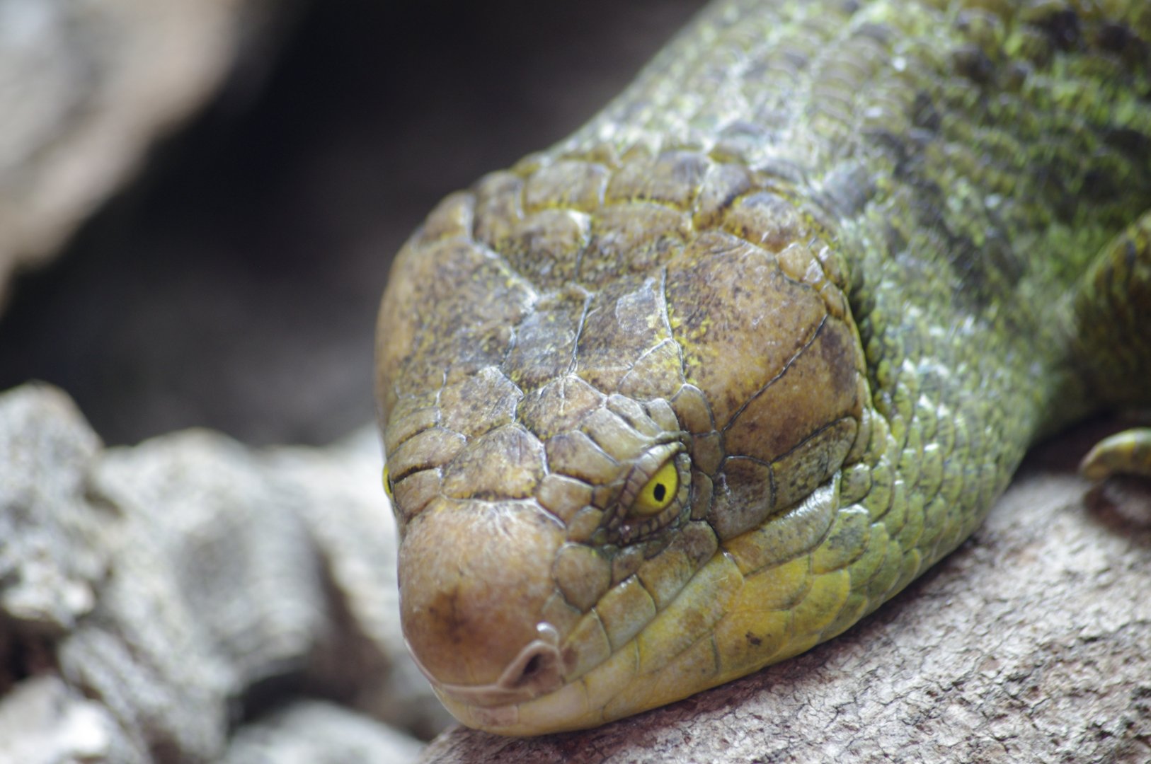 Solomon Island Skink- 2/8/2024
