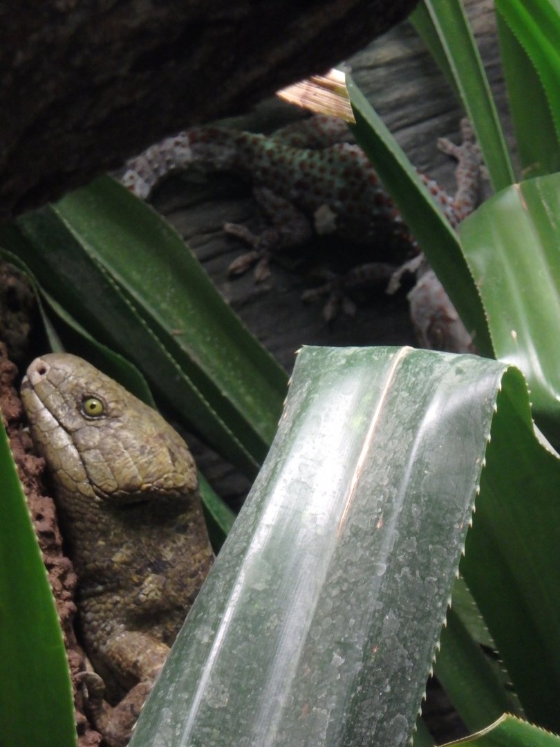 Solomon Island skink and Tokay gecko